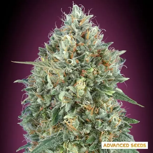 Voir Auto Gelato #33 graines à autofloraison - Grow Barato