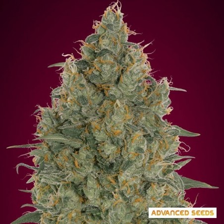 Strawberry Gum Plante de marijuana