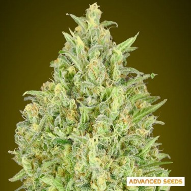 Auto Pineapple Glue graines de Advanced Seeds - Grow Barato