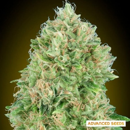 Pineapple Glue Plante de marijuana