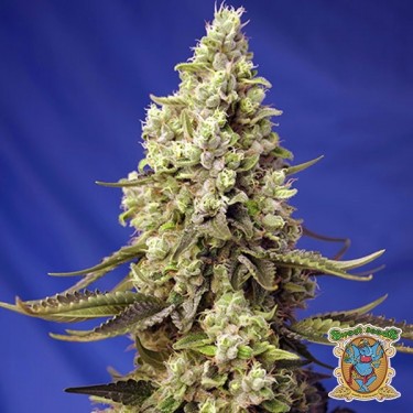 Runtz XL Auto de la banque Sweet Seeds - Grow Barato