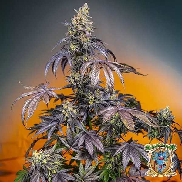 Voir Red Gorilla Girl XL Auto de Sweet Seeds - Grow Barato