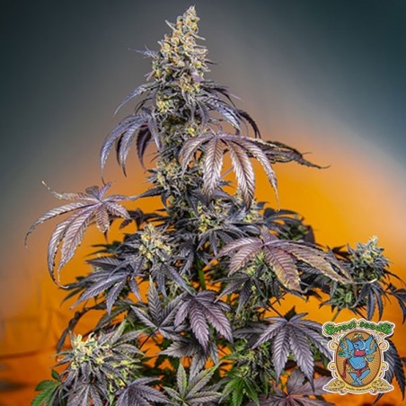 Red Gorilla Girl XL Auto de Sweet Seeds - Grow Barato
