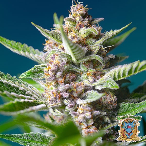 Voir Puple Punch OG de la banque Sweet Seeds - Grow Barato