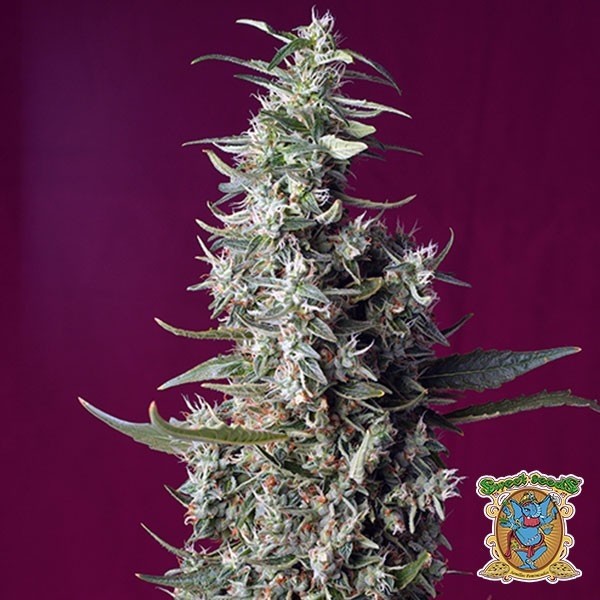Voir Sweet Cherry Pie de la banque Sweet Seeds - Grow Barato