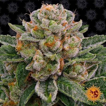 Plante de marijuana Skywalker OG Auto