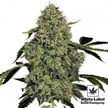 OG Kush Autofloraison de la banque White Label - Grow Barato