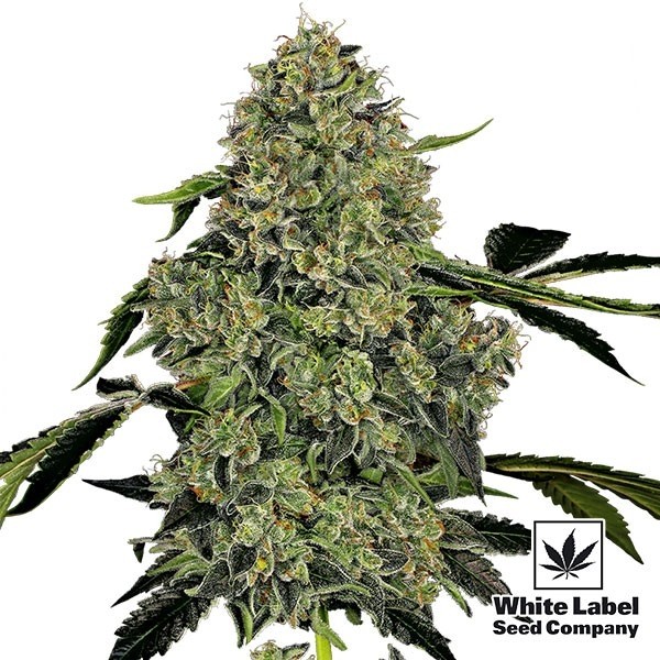 Voir OG Kush Autofloraison de la banque White Label - Grow Barato