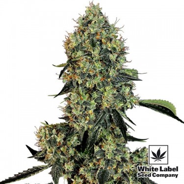 OG Kush graine féminisée de White Label - Grow Barato