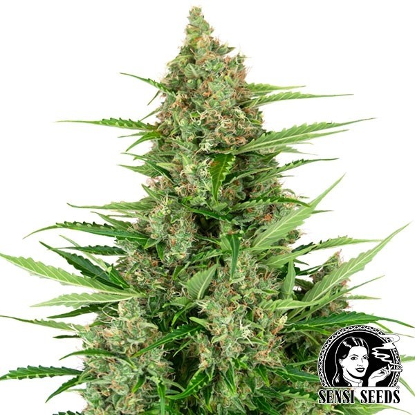 Voir Acheter Banana Kush Cake autofloraison de Sensi Seeds - GB