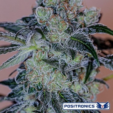 Crazy Lazy de la banque Positronics Seeds - Grow Barato