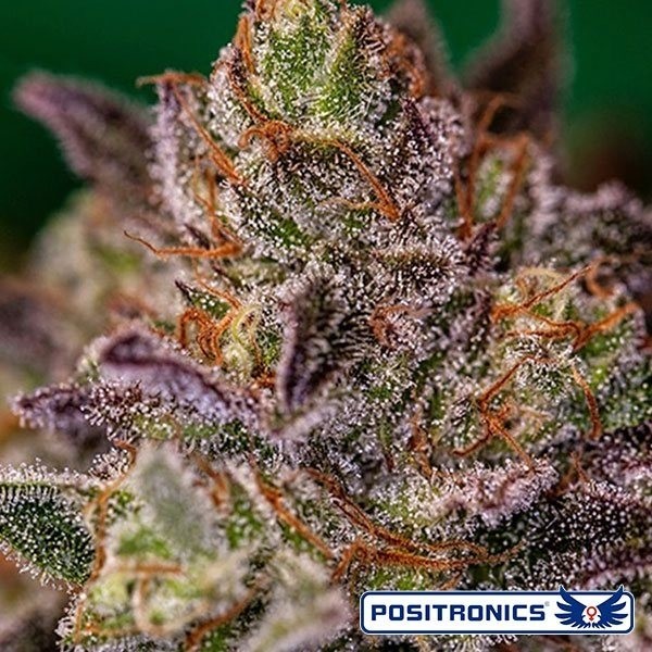 Voir Purple Cherry de Positronics - Grow Barato