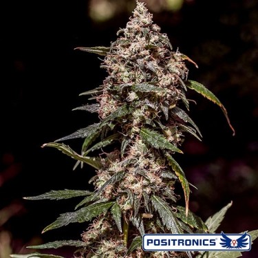 CBD+ 1:20 féminisée de Positronics Seeds - Grow Barato
