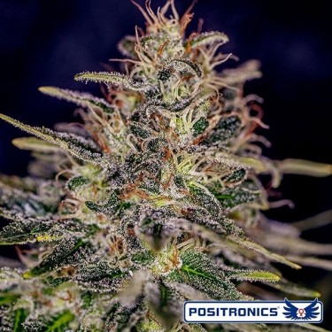 Plante de marijuana Lemon Trip