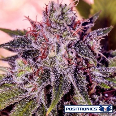 Gordo Master Kush Plante de marijuana