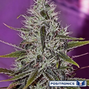 One Love Haze Plante de marijuana