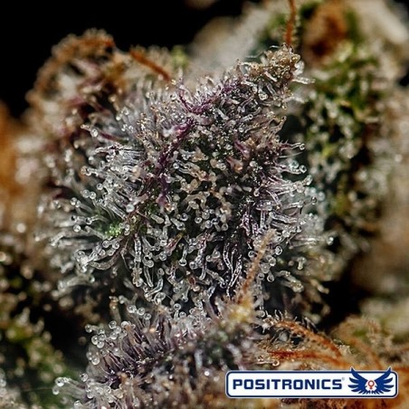 Chizpa Plante de marijuana
