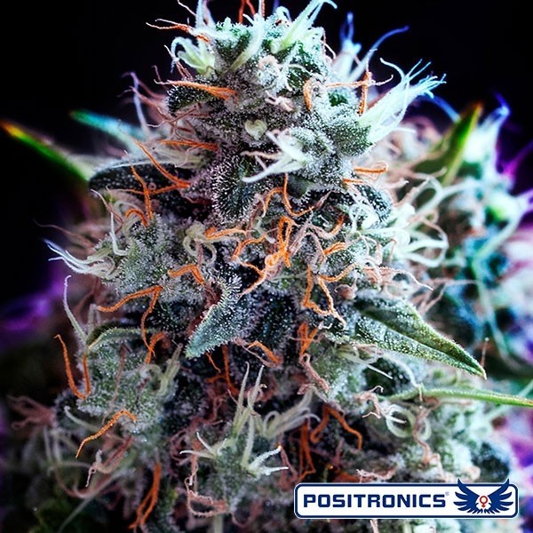 Voir CDB + Black Widow Plante de marijuana