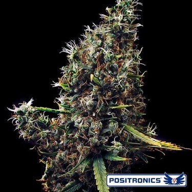 Cum Laude Plante de marijuana