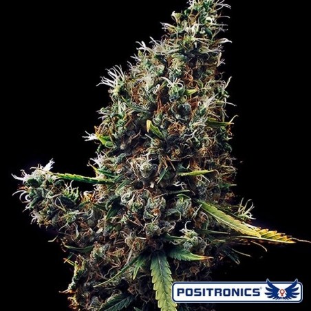 Plante de cannabis Cum Laude