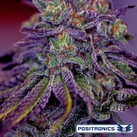 Blue Rhino