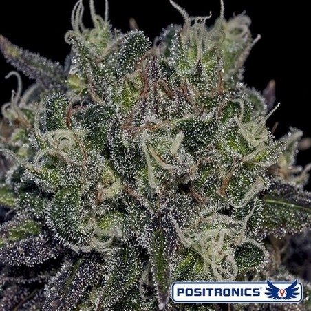 Black Widow Plante de cannabis