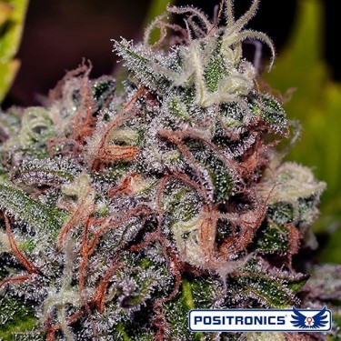 Caramelice Plante de cannabis