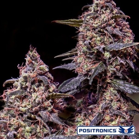 Somango 47 Plante de cannabis