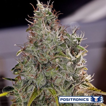 Amnesia Mistery Plante de cannabis