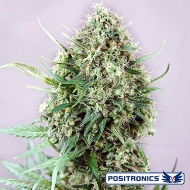 Jack Diesel Plante de cannabis