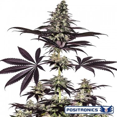 CBD + Caramelice Express Plante de cannabis