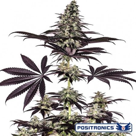 CBD + Caramelice Express Plante de cannabis