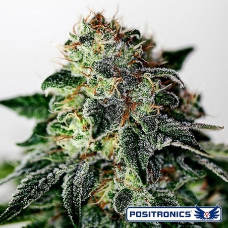 Mystic Cookie Express Plante de cannabis