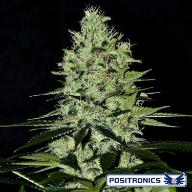 Wernard Express Plante de marijuana