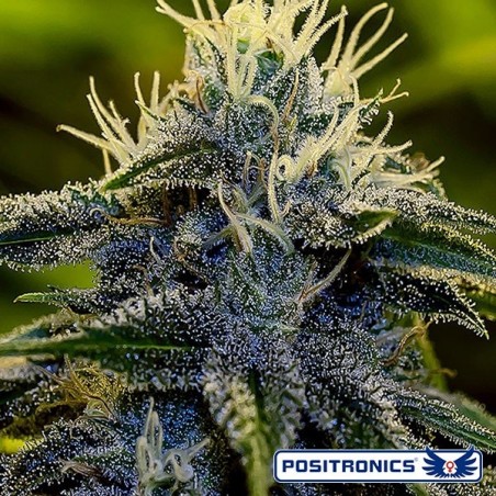 Afghan Express Plante de cannabis