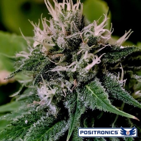 Critical Express Auto Plante de cannabis