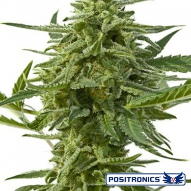 Northern Haze Express