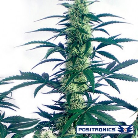 Plante de cannabis May Day Express