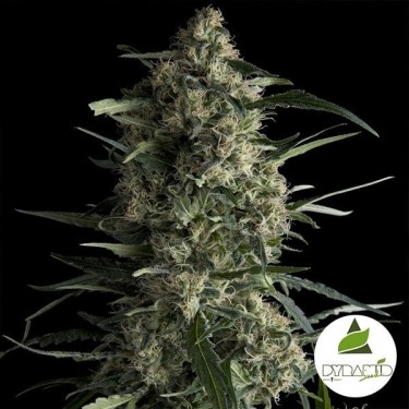 Galaxy Plante de cannabis