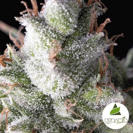 Ramses de Pyramid Seeds très psychotrope - Grow Barato