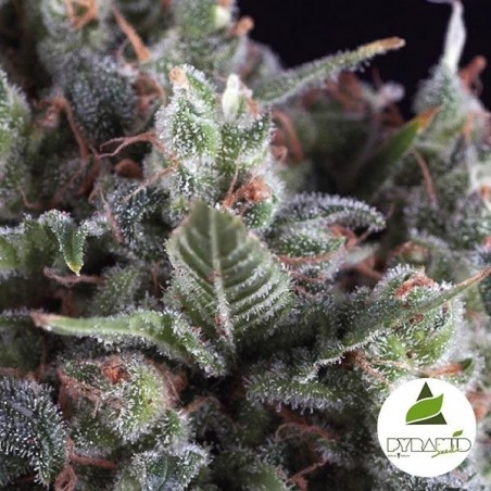 Plante de cannabis Olympia