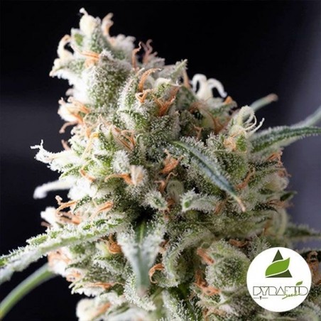 Kukulkán Plante de cannabis