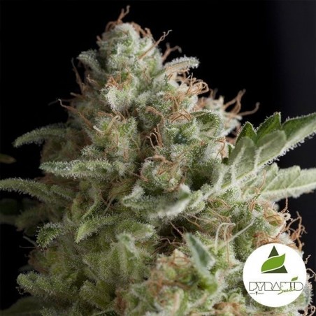 American Pie Plante de marijuana