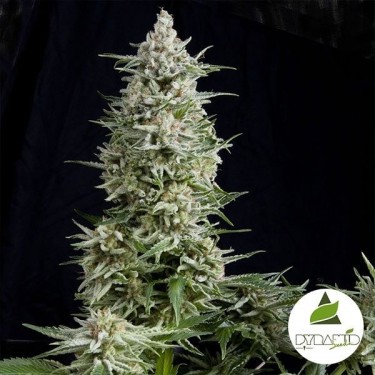 Amnesia Gold
