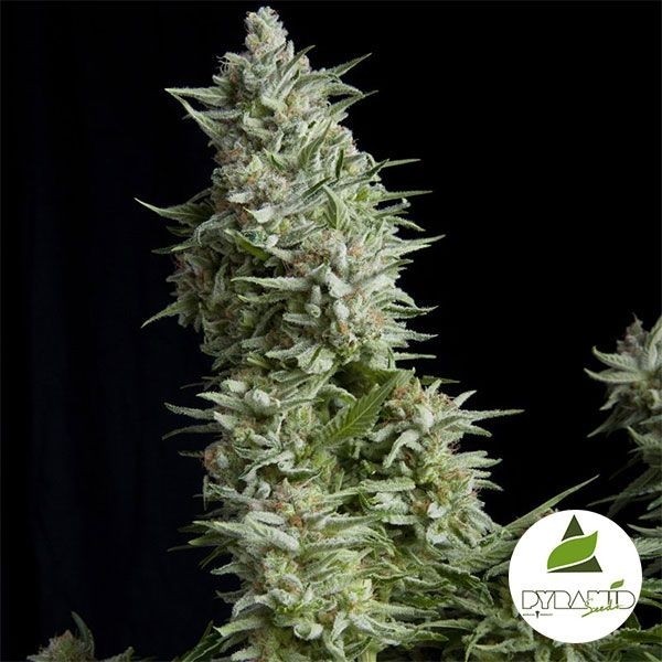 View Alpujarreña Plante de marijuana