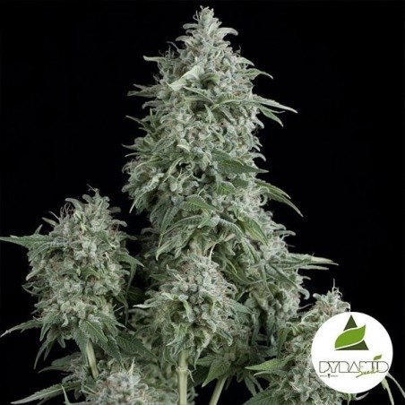 Anubis Plante de marijuana