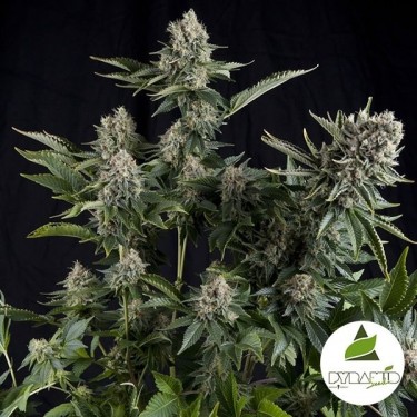 White Widow Plante de marijuana
