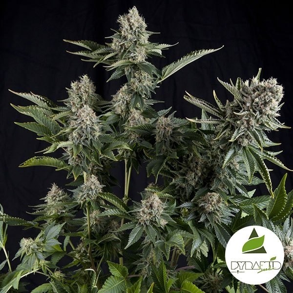 Voir White Widow