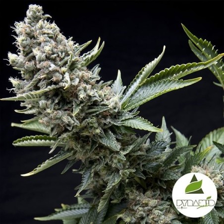 New York City Plante de cannabis