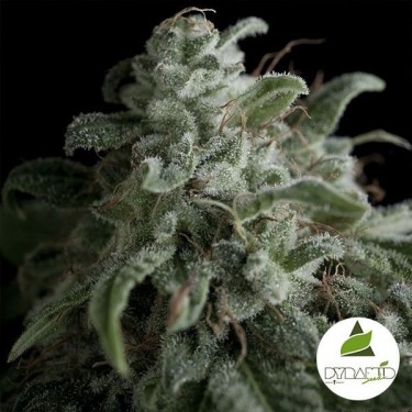 Nerfertiti Plante de cannabis
